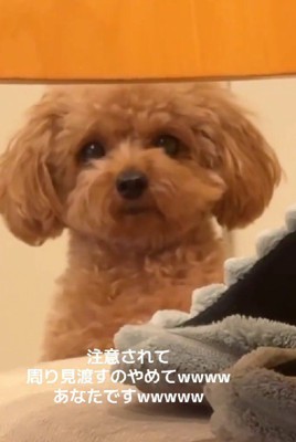 「わたしは知らない…」