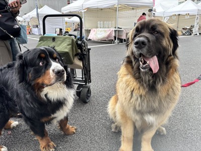 自分より大きな