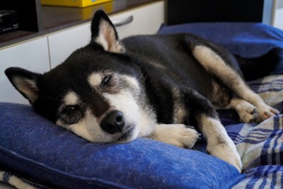 枕に頭を乗せてウトウトしている犬