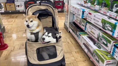 買い物を楽しんだ