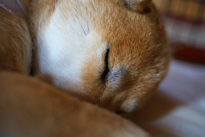 眠る柴犬の顔アップ