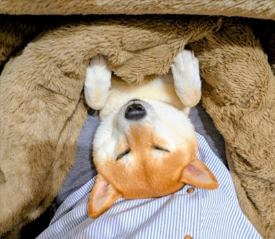 柴犬