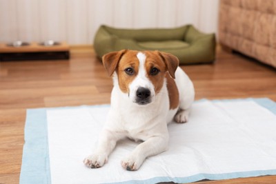 トイレに座り込む犬
