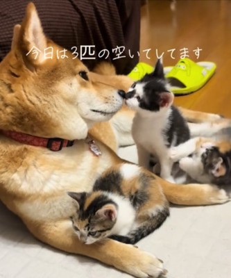 鼻キス