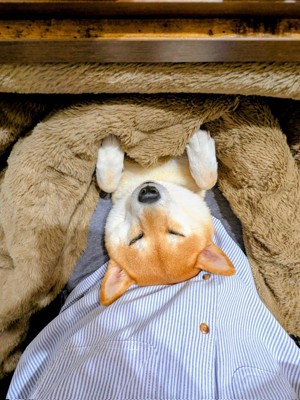 こたつ