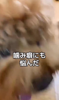 噛み癖もひどい…