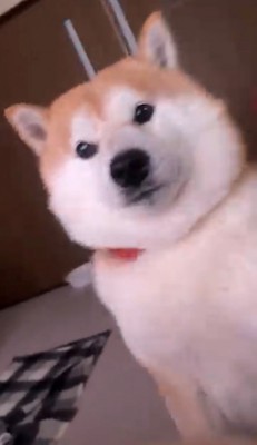 カメラをじっと見つめる犬