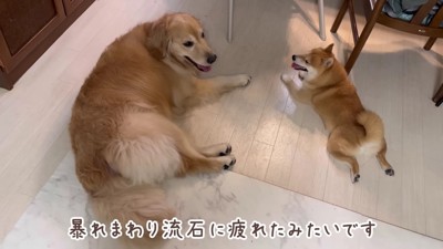 仲良く一休み