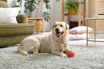 室内でボール遊びする犬