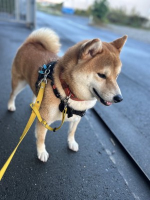 柴犬