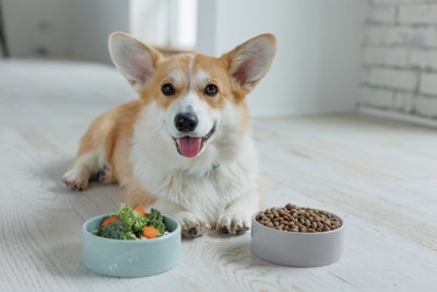 ごはんの前で座る犬