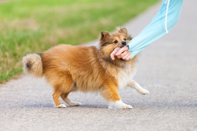 女性の手に噛み付く犬
