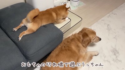 一人遊びに夢中のうにくん