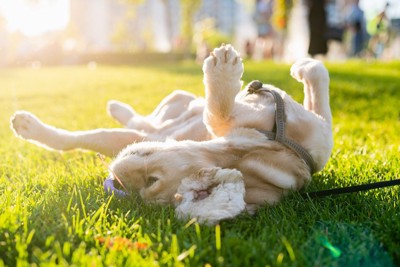 日光浴、仰向けの犬