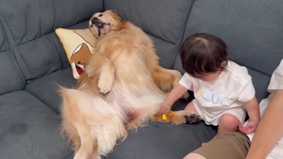 人間みたいに寝るおからちゃん