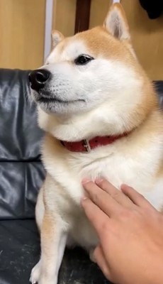 撫でられても無反応な犬