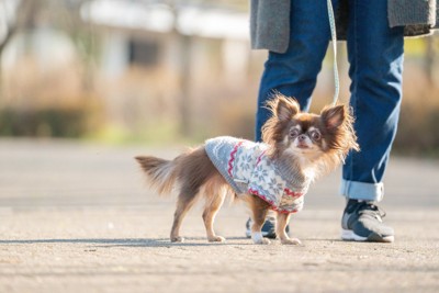散歩、服を着たチワワ