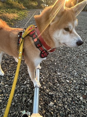 凛々しい