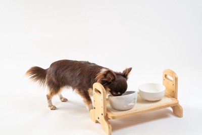 台の上に乗せたご飯を食べる犬