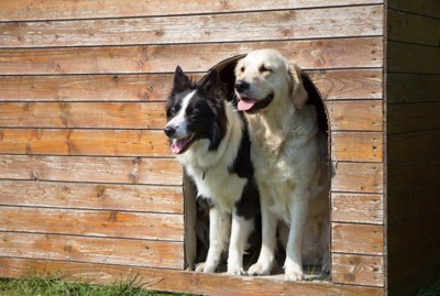犬小屋に入る2匹の犬