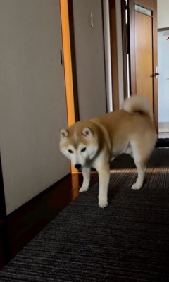 テクテク…