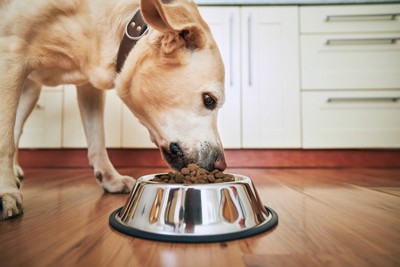 ご飯を食べる犬
