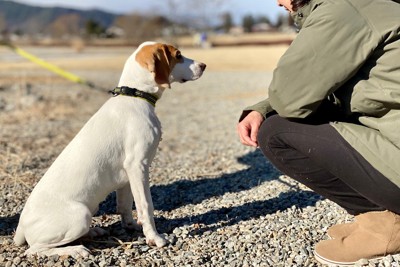 犬と向き合って座る人