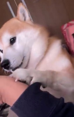 前足で人に触れている犬