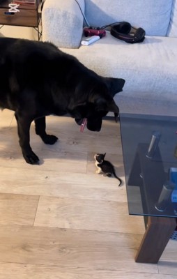 見下す大型犬