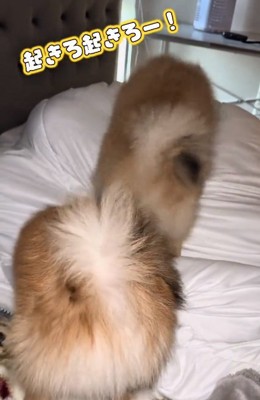 別日のわんこたち