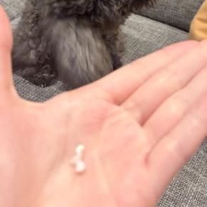 子犬の『歯』が抜けたので記念撮影しようとした結果→まさかの『可愛すぎる勘違い』に4万いいね「はーい！ってしてるみたい」「かわいい」と悶絶