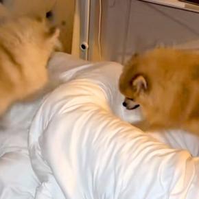 朝、ポメラニアンたちに『パパを起こして』とお願いした結果→絶対に目覚めてしまう『まさかの行動』が104万再生「天国やん」「幸せすぎる朝」