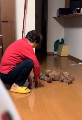 仰向けに寝転がる犬