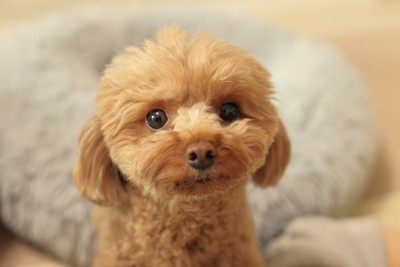 見つめる犬