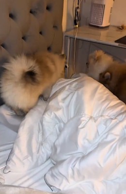 合流したポメラニアン