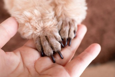 前足を手のひらにそろえる犬の手