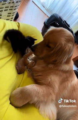 赤ちゃん猫が大好きな大型犬→来客があった時に…まるで『母親』のような行動が151万再生「うちの子可愛いマウントｗ」「優しいお顔」と反響