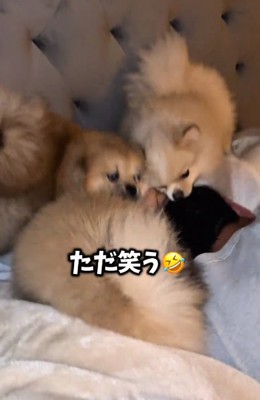 もみくちゃにされるパパ