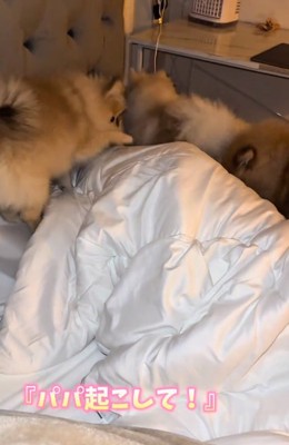 起こしてとお願いするママ