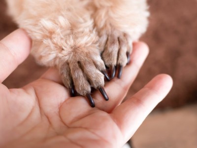 手に前足を乗せる犬