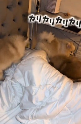 ヒートアップしたわんこたち