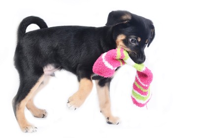 靴下を持ち去ろうとする子犬