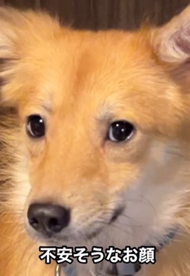不安そうな犬