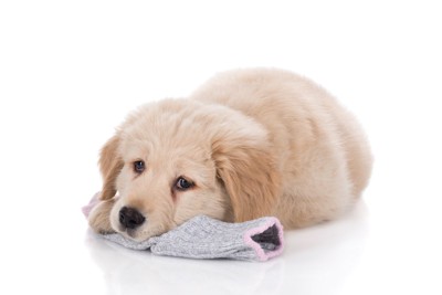 靴下を顎の下に敷く子犬