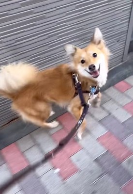 笑顔でチラチラ見てくる犬