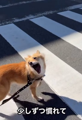 楽しく散歩に行けるようになった犬