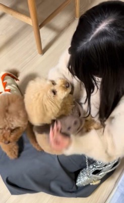 モコちゃんと飼い主さんの再会⑩