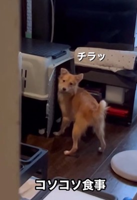 チラ見する犬