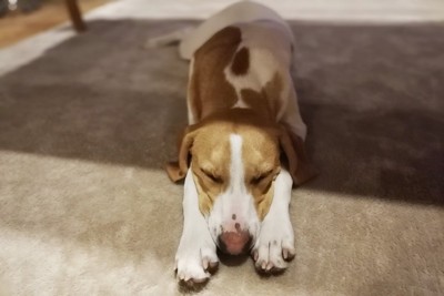 床に伏せて寝ている