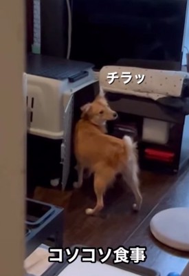 チラ見する犬